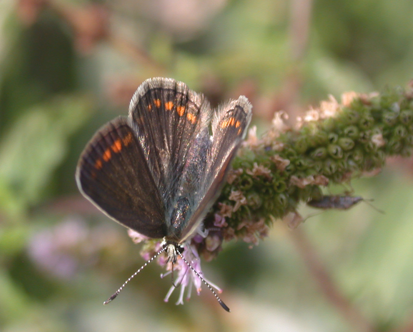 Polyommatus icarus